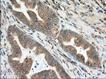 MIOX Antibody in Immunohistochemistry (Paraffin) (IHC (P))