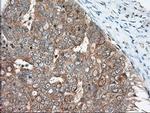 MIOX Antibody in Immunohistochemistry (Paraffin) (IHC (P))