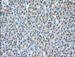 MIOX Antibody in Immunohistochemistry (Paraffin) (IHC (P))