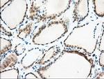 MIOX Antibody in Immunohistochemistry (Paraffin) (IHC (P))