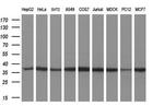 MIOX Antibody in Western Blot (WB)