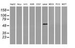 Coronin 1A Antibody in Western Blot (WB)