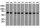 PEX5 Antibody in Western Blot (WB)