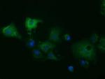 MIOX Antibody in Immunocytochemistry (ICC/IF)