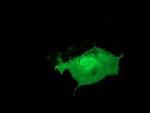 LIN7B Antibody in Immunocytochemistry (ICC/IF)