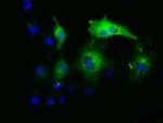 PAICS Antibody in Immunocytochemistry (ICC/IF)