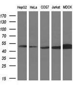 PAICS Antibody in Western Blot (WB)