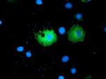 PAICS Antibody in Immunocytochemistry (ICC/IF)