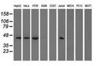 PAICS Antibody in Western Blot (WB)