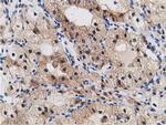 CRYM Antibody in Immunohistochemistry (Paraffin) (IHC (P))