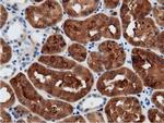 CRYM Antibody in Immunohistochemistry (Paraffin) (IHC (P))