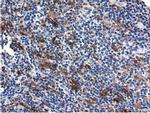 QPRT Antibody in Immunohistochemistry (Paraffin) (IHC (P))