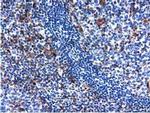 QPRT Antibody in Immunohistochemistry (Paraffin) (IHC (P))