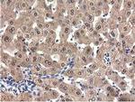 QPRT Antibody in Immunohistochemistry (Paraffin) (IHC (P))