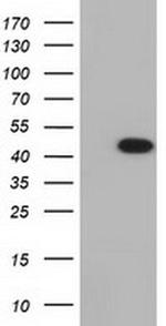 IVD Antibody in Western Blot (WB)