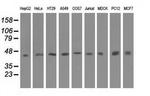 IVD Antibody in Western Blot (WB)