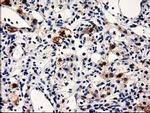 PRPSAP2 Antibody in Immunohistochemistry (Paraffin) (IHC (P))