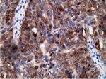 EPHX2 Antibody in Immunohistochemistry (Paraffin) (IHC (P))