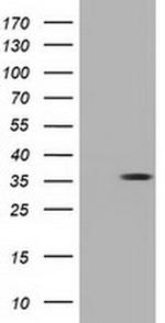 NSE2 Antibody in Western Blot (WB)