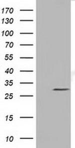 NSE2 Antibody in Western Blot (WB)