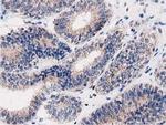 PEPD Antibody in Immunohistochemistry (Paraffin) (IHC (P))