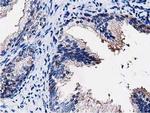 PEPD Antibody in Immunohistochemistry (Paraffin) (IHC (P))