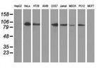 PRKD2 Antibody in Western Blot (WB)