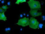 DNAJA2 Antibody in Immunocytochemistry (ICC/IF)