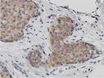 DNAJA2 Antibody in Immunohistochemistry (Paraffin) (IHC (P))