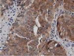 DNAJA2 Antibody in Immunohistochemistry (Paraffin) (IHC (P))