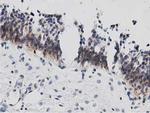 DNAJA2 Antibody in Immunohistochemistry (Paraffin) (IHC (P))