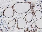 DNAJA2 Antibody in Immunohistochemistry (Paraffin) (IHC (P))