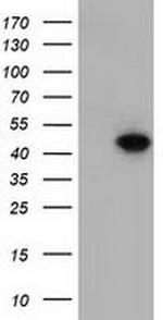 DNAJA2 Antibody in Western Blot (WB)