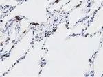 DNAJA2 Antibody in Immunohistochemistry (Paraffin) (IHC (P))