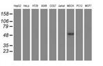 UHMK1 Antibody in Western Blot (WB)