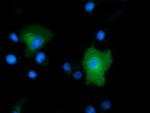 PEPD Antibody in Immunocytochemistry (ICC/IF)