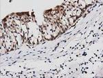 PEPD Antibody in Immunohistochemistry (Paraffin) (IHC (P))