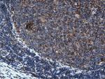 PEPD Antibody in Immunohistochemistry (Paraffin) (IHC (P))