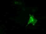 DNAJA2 Antibody in Immunocytochemistry (ICC/IF)