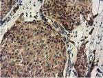 DNAJA2 Antibody in Immunohistochemistry (Paraffin) (IHC (P))