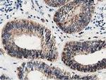 DNAJA2 Antibody in Immunohistochemistry (Paraffin) (IHC (P))