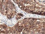 DNAJA2 Antibody in Immunohistochemistry (Paraffin) (IHC (P))