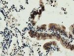 DNAJA2 Antibody in Immunohistochemistry (Paraffin) (IHC (P))