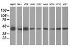 IVD Antibody in Western Blot (WB)