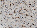 ARHGAP25 Antibody in Immunohistochemistry (Paraffin) (IHC (P))