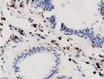 ARHGAP25 Antibody in Immunohistochemistry (Paraffin) (IHC (P))