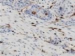 ARHGAP25 Antibody in Immunohistochemistry (Paraffin) (IHC (P))