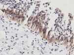 PECR Antibody in Immunohistochemistry (Paraffin) (IHC (P))