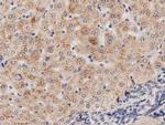 PECR Antibody in Immunohistochemistry (Paraffin) (IHC (P))