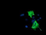 PIK3AP1 Antibody in Immunocytochemistry (ICC/IF)